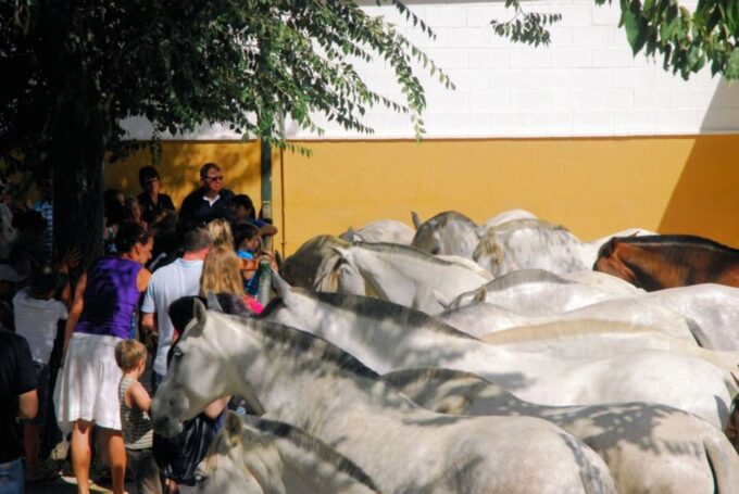 Jerez: Cartuja Stud Carthusian Horses Tour - Accessibility and Restrictions