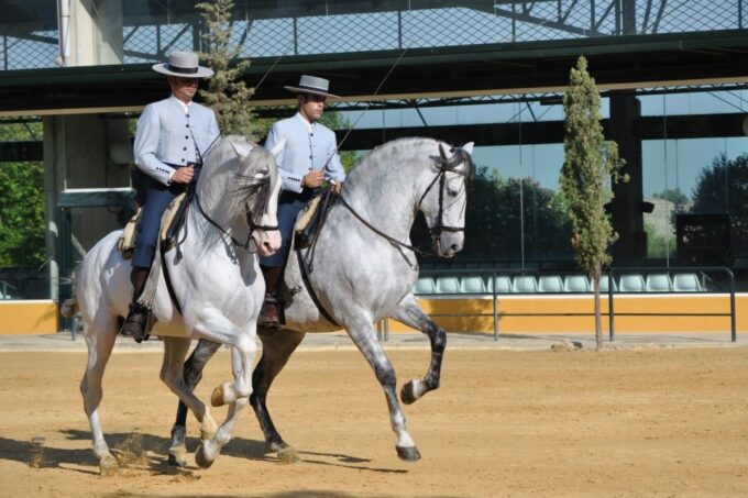 Jerez: Cartuja Stud Carthusian Horses Tour - Horse Breeds and Preservation