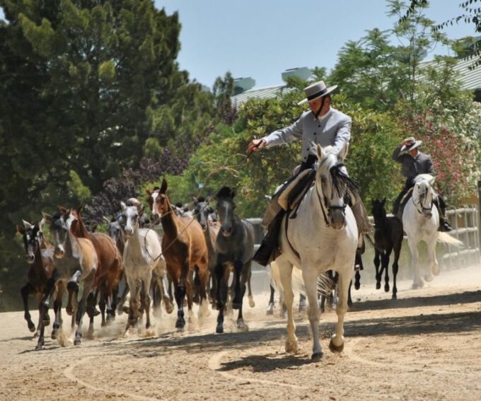 Jerez: Cartuja Stud Carthusian Horses Tour - Frequently Asked Questions