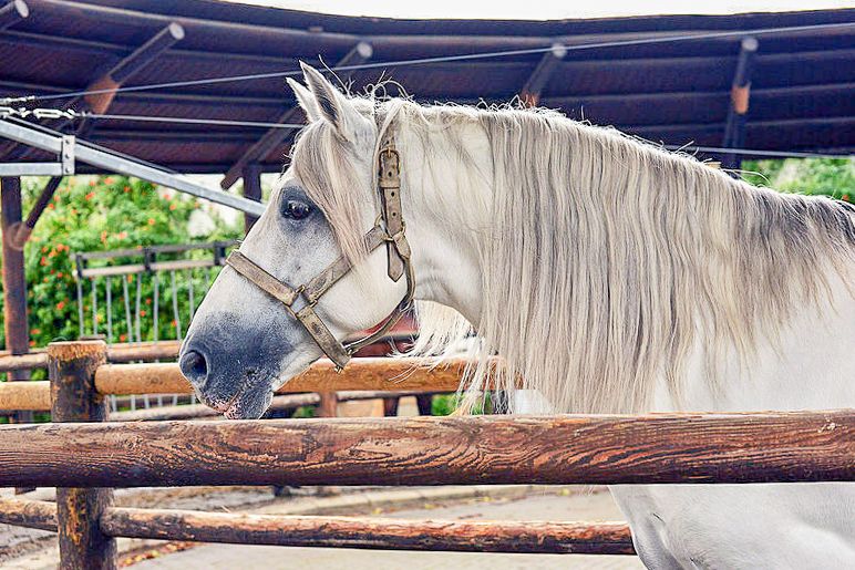 Jerez: Royal Andalusian School of Equestrian Art Admission - Customer Ratings and Reviews
