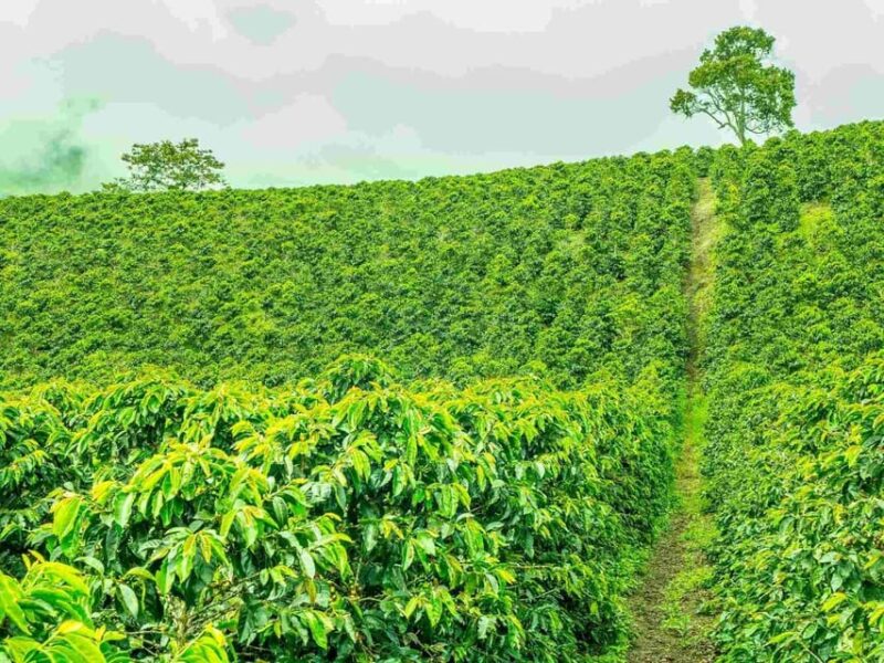 Jerico a Colorful Town Encircled With Plantations of Coffee - Key Points