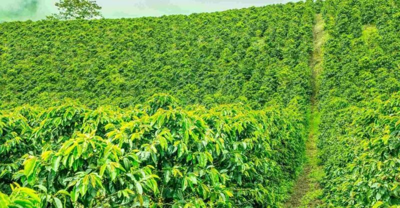 Jerico a Colorful Town Encircled With Plantations of Coffee - Key Stops and Activities