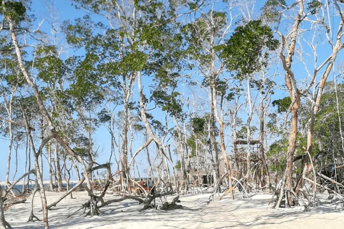 Jericoacoara: Tatajuba Beach Tour - Tour Itinerary and Activities