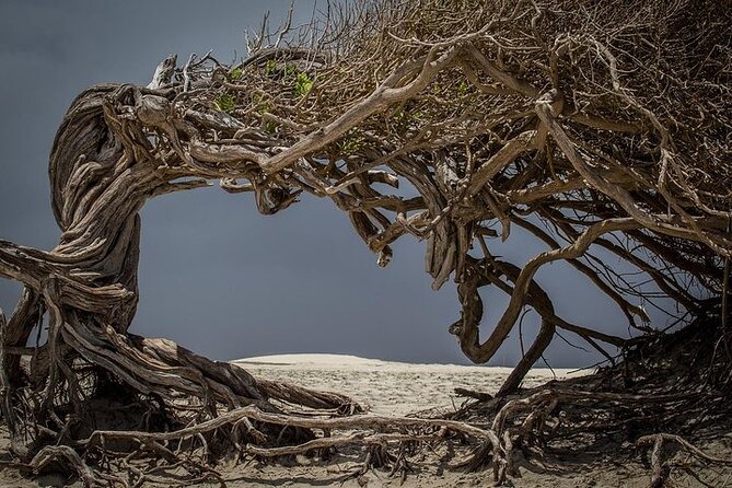Jericoacoara Tour in 1 Day - Booking Information