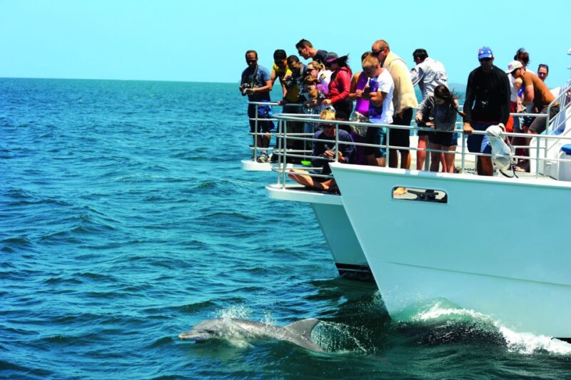 Jervis Bay: 1.5-Hour Dolphin Cruise - Wildlife Experience