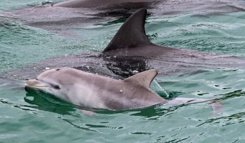 Jervis Bay: 1.5-Hour Dolphin Cruise - Booking and Cancellation