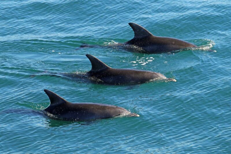 Jervis Bay: 1.5-Hour Dolphin Cruise - Customer Feedback