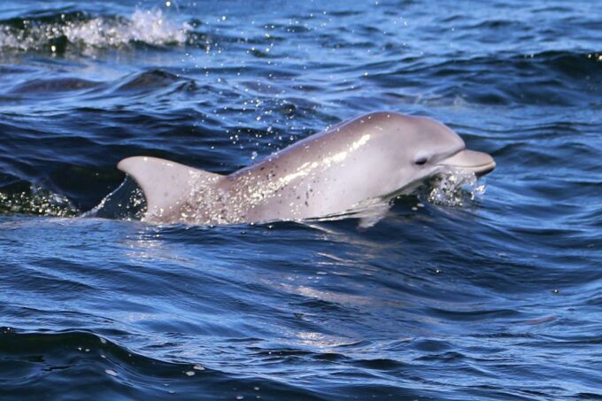 Jervis Bay: 1.5-Hour Dolphin Cruise - Getting There