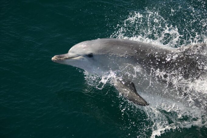Jervis Bay: 1.5-Hour Dolphin Cruise - Recap