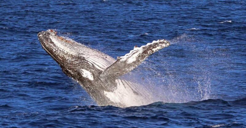 Jervis Bay: 2-Hour Whale Watching Cruise - Highlights and Experience