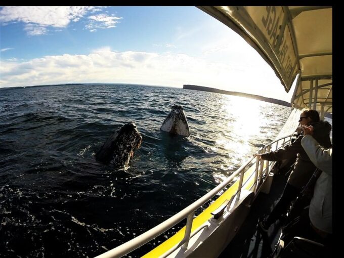 Jervis Bay: 2-Hour Whale Watching Cruise - What to Expect on the Cruise
