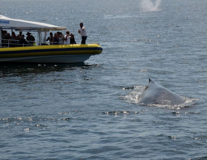 Jervis Bay: 2-Hour Whale Watching Cruise - Recap