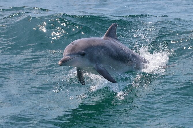 Jervis Bay Boom Netting and Dolphins Tour - Wildlife Viewing Opportunities