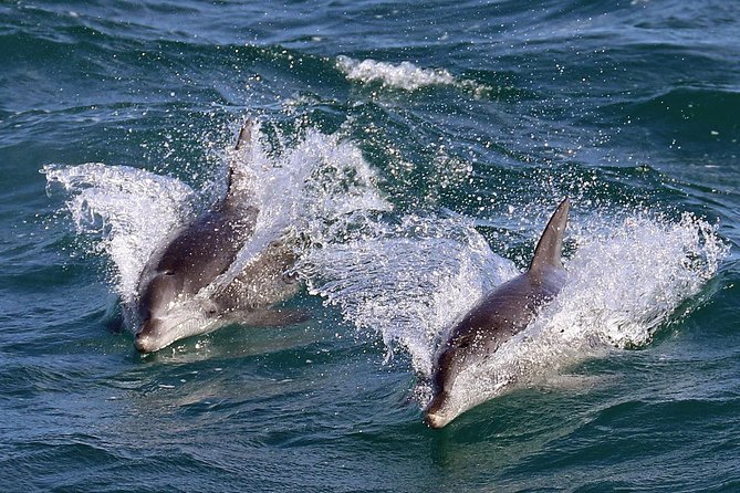 Jervis Bay Dolphin Cruise - Inclusions and Health Restrictions