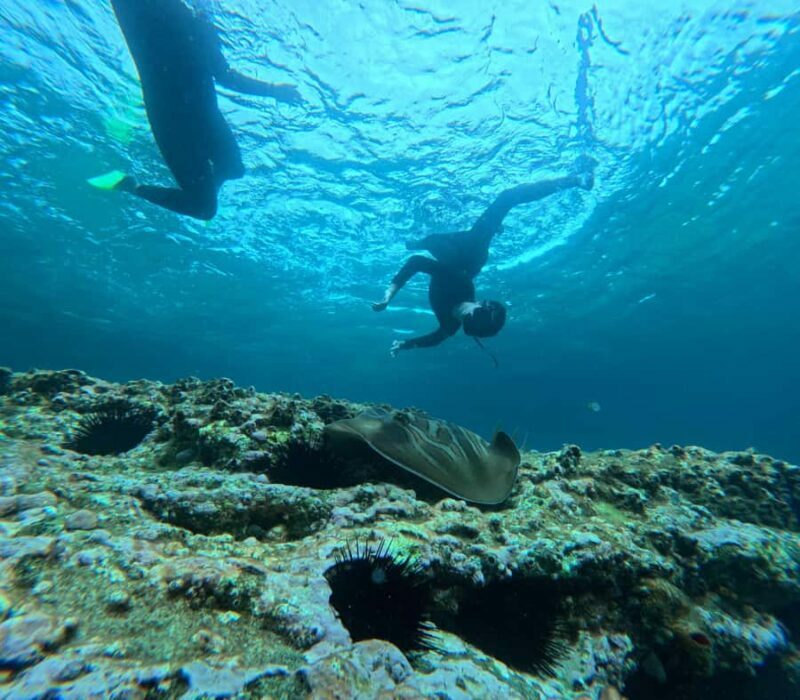 Jervis Bay: Guided Snorkelling Tour with expert guide - Key Points