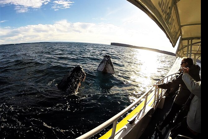 Jervis Bay Whale Watching Tour - Highlights of the Cruise