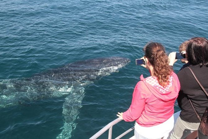 Jervis Bay Whale Watching Tour - Tour Duration and Schedule