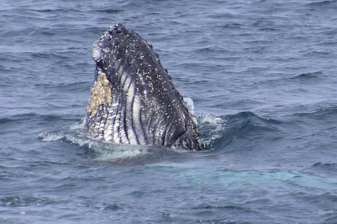 Jervis Bay Whale Watching Tour - Accessibility and Attire