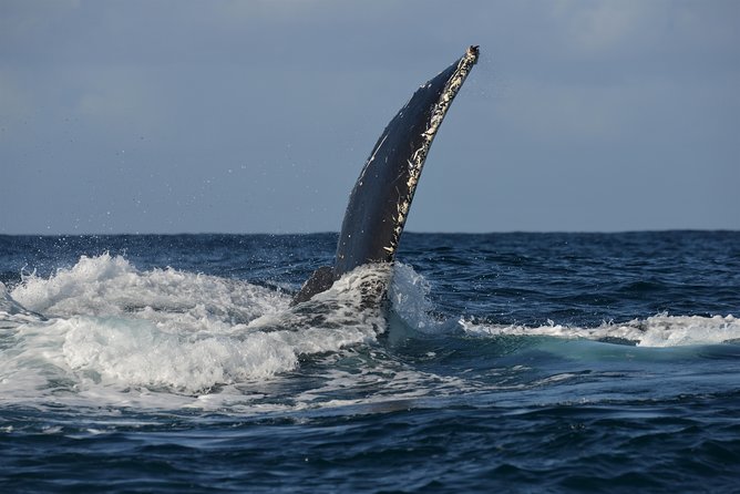 Jervis Bay Whale Watching Tour - Inclusions and Meeting Point