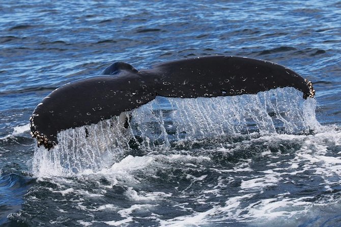 Jervis Bay Whale Watching Tour - Recommendation for Travelers
