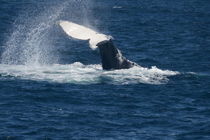 Jervis Bay Whale Watching Tour - Additional Information