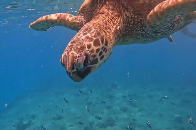 Jet Snorkeling in Turtle, Dolphin and Monk Seal Bay - Included in the Tour