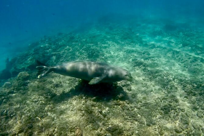 Jet Snorkeling in Turtle, Dolphin and Monk Seal Bay - Accessibility Concerns