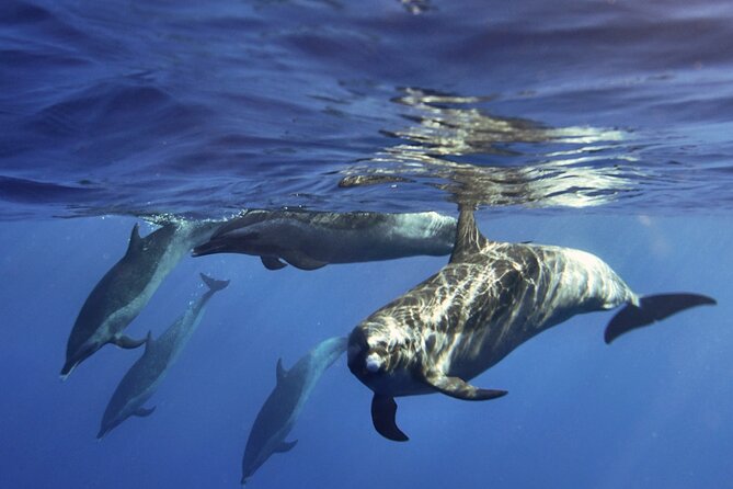Jet Snorkeling in Turtle, Dolphin and Monk Seal Bay - Weather Considerations