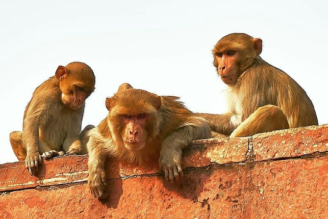 Jewels of India: Agra & Jaipur Expedition - Booking and Confirmation