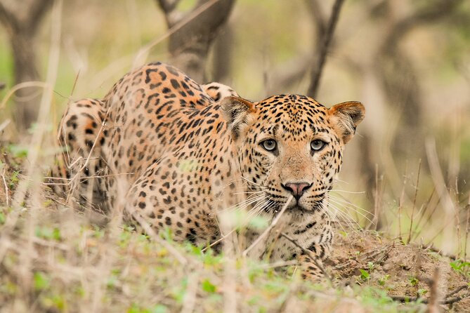 Jhalana Panther Safari Park Private Tour in Jaipur - Key Points
