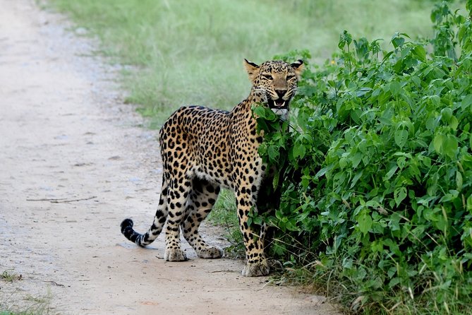 Jhalana Panther Safari Park Private Tour in Jaipur - Meeting Point and Pickup Options