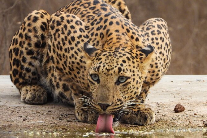 Jhalana Panther Safari Park Private Tour in Jaipur - Group Size and Capacity