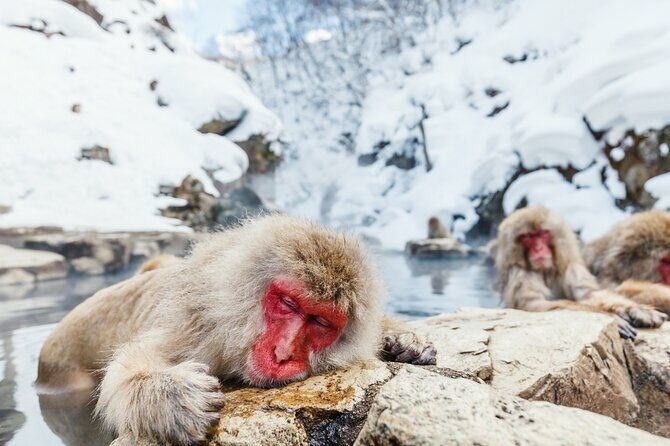 Jigokudani Snow Monkey and Togakushi Shrine Private Tour - Exploring Nagano’s Snow Monkeys and Togakushi Shrine: An In-Depth Review