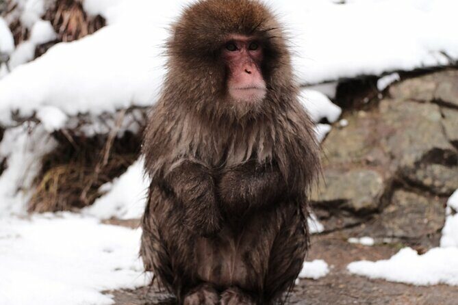 Jigokudani Snow Monkey and Togakushi Shrine Private Tour - Travel, Price, and Overall Value