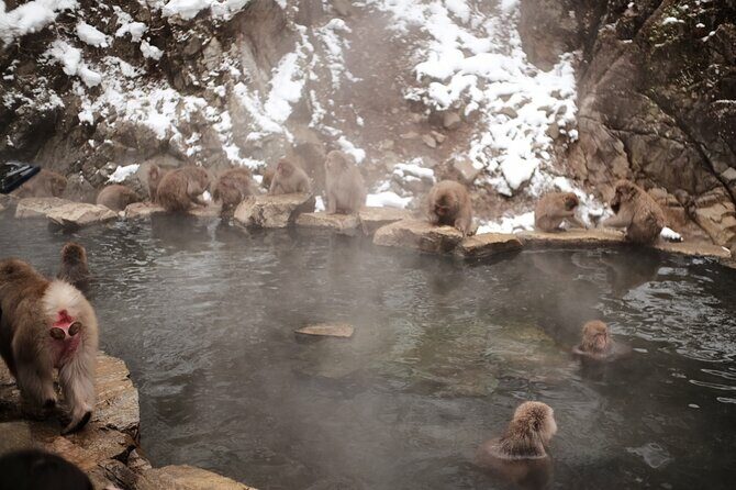 Jigokudani Snow Monkey and Togakushi Shrine Private Tour - FAQs