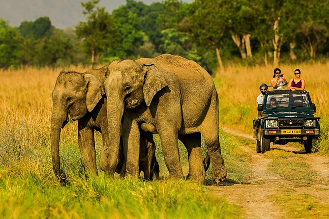 Jim Corbett Jeep Safari - Wildlife Adventure in National Park - Good To Know