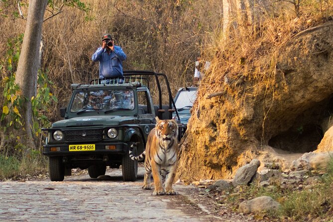 Jim Corbett Jeep Safari - Wildlife Adventure in National Park - Highlights of the Jeep Safari Tour