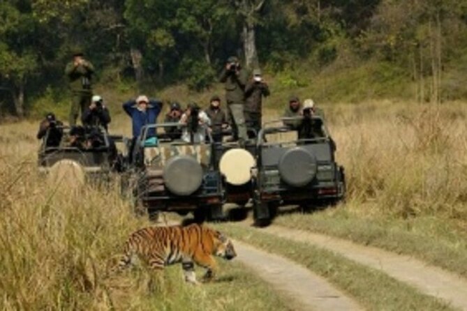Jim Corbett Jeep Safari - Wildlife Adventure in National Park - Wildlife Sightings and Encounters