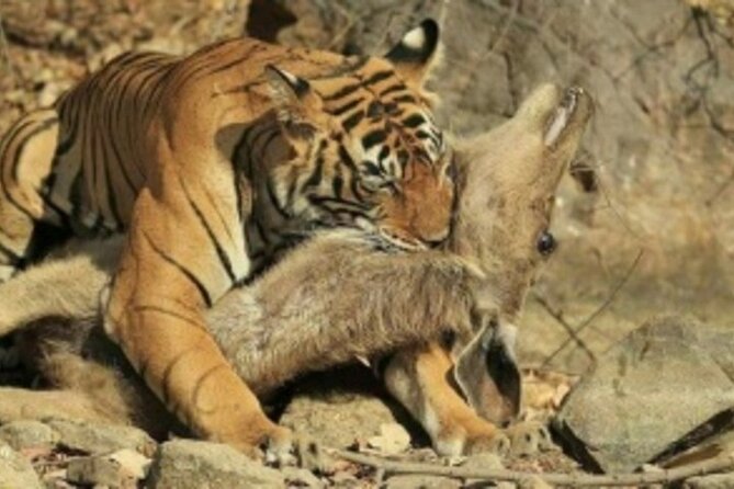 Jim Corbett Jeep Safari - Wildlife Adventure in National Park - Navigating the Rugged Terrain