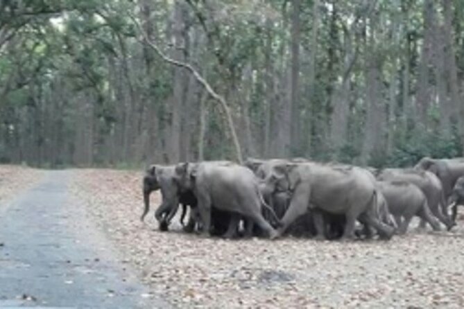 Jim Corbett Jeep Safari - Wildlife Adventure in National Park - Preparing for the Safari Adventure