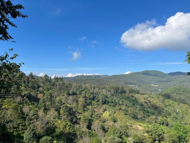 Jingmai Mountain (UNESCO) | Old Tea Forests and Dai Villages - Cultural Activities