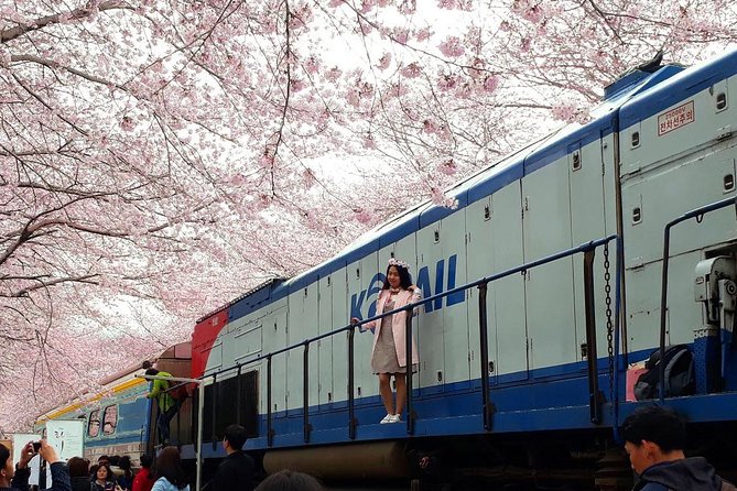 Jinhae Cherry Blossom and Busan Sunrise Tour From Seoul - Meeting and Pickup