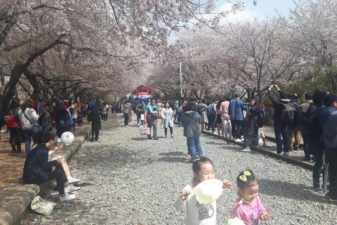 Jinhae Cherry Blossom and Busan Sunrise Tour From Seoul - Additional Information