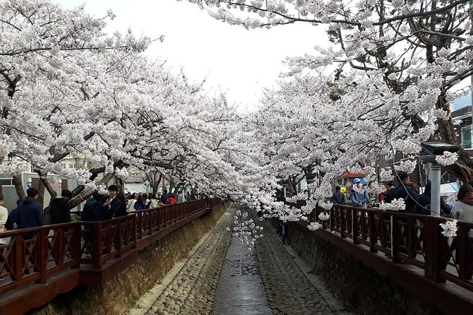 Jinhae Cherry Blossom and Busan Sunrise Tour From Seoul - Highlights of the Jinhae Cherry Blossom Festival