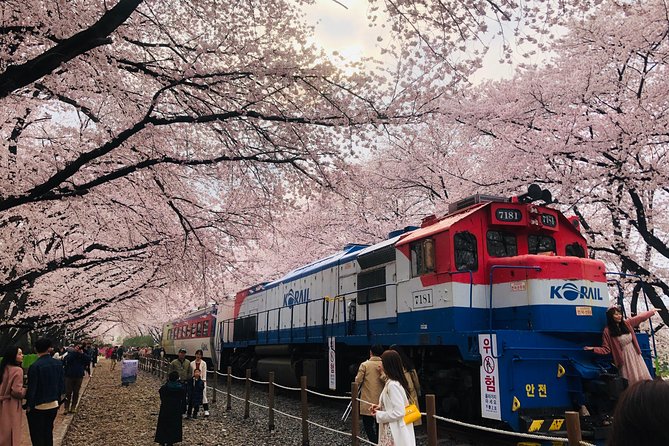 Jinhae Cherry Blossom and Busan Sunrise Tour From Seoul - Pricing and Cancellation Policy