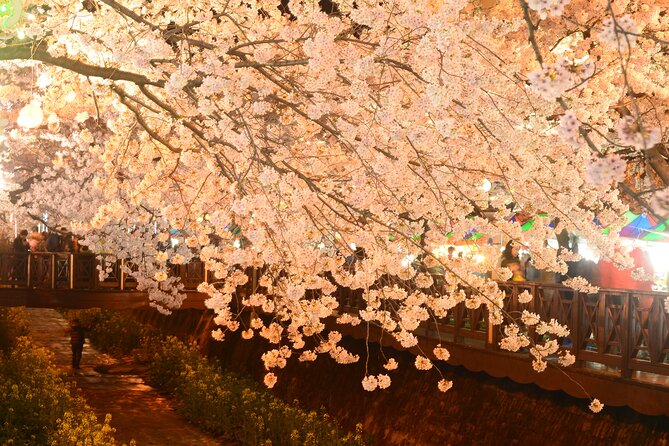 Jinhae Cherry Blossom Festival Tour - Inclusions