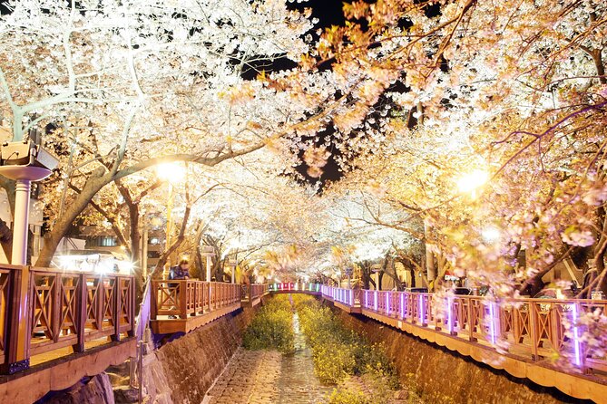 Jinhae Cherry Blossom Festival Tour - Traveler Feedback