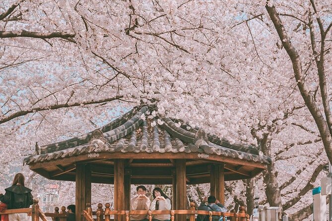 Jinhae Pink Cherry Blossom Festival Day Tour From Seoul - Meeting Points and Departure Details