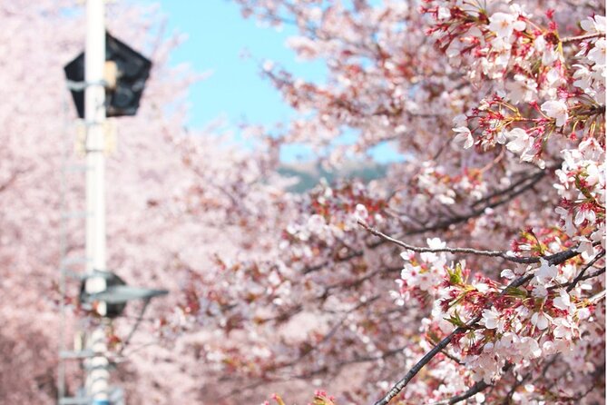 Jinhae Pink Cherry Blossom Festival Day Tour From Seoul - Tour Ending and Return to Meeting Points