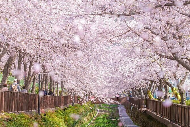 Jinhae Pink Cherry Blossom One Day Tour From Busan - A Detailed Look at the Experience